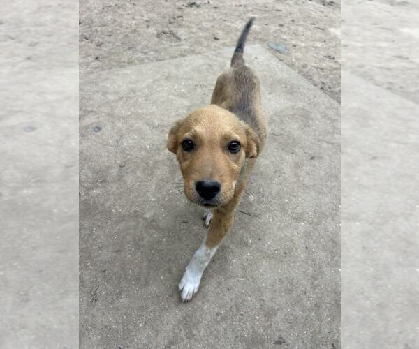 Medium Photo #3 Labrador Retriever-Unknown Mix Puppy For Sale in Aurora, IN, USA