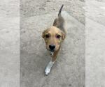 Small #2 Labrador Retriever Mix