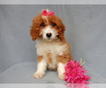 Small Photo #3 Goldendoodle (Miniature) Puppy For Sale in MILLERSBURG, OH, USA