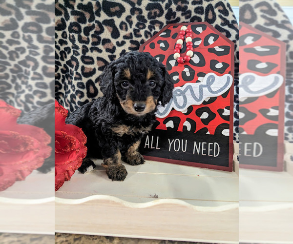 Medium Photo #8 Bernedoodle (Miniature) Puppy For Sale in SPARTA, MO, USA