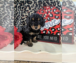 Small Photo #8 Bernedoodle (Miniature) Puppy For Sale in SPARTA, MO, USA