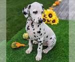Small Photo #2 Dalmatian Puppy For Sale in ARTHUR, IL, USA