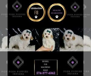 Maltipoo Puppy for sale in WARSAW, IN, USA