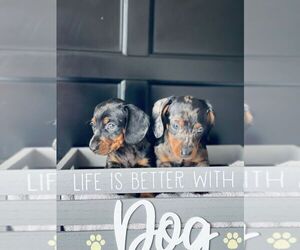 Dachshund Puppy for sale in SAN DIEGO, CA, USA