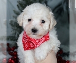 Small Photo #1 Bichon Frise Puppy For Sale in BECKS MILLS, OH, USA