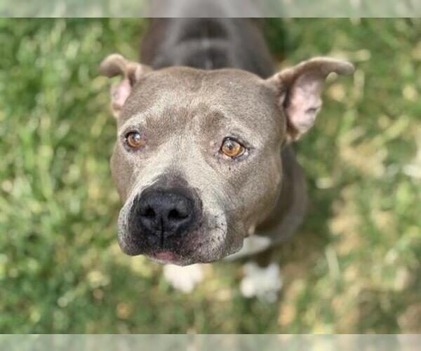 Medium Photo #1 American Pit Bull Terrier-Unknown Mix Puppy For Sale in Tulsa, OK, USA