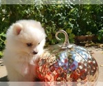 Small Photo #13 Pomeranian Puppy For Sale in CITRUS HEIGHTS, CA, USA
