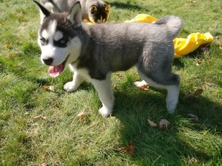 Siberian Husky Puppy for sale in WAUSAU, WI, USA