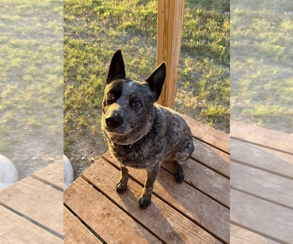 Medium Photo #1 Texas Heeler Puppy For Sale in GOLDTHWAITE, TX, USA