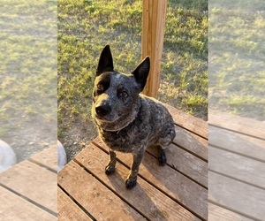 Father of the Texas Heeler puppies born on 05/24/2026