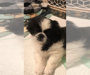 Pekingese Puppy for sale in FOREST HILL, MD, USA