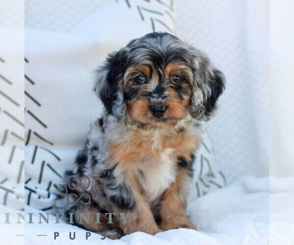 Medium Photo #1 Cavapoo (Miniature) Puppy For Sale in ELIZABETHTOWN, PA, USA