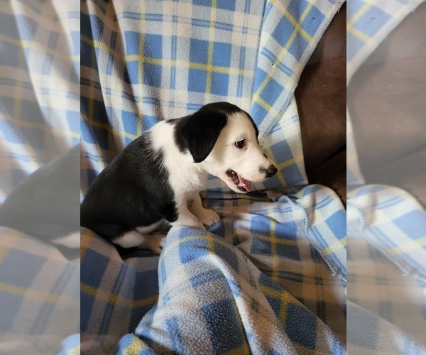 Medium Photo #3 Border Collie Puppy For Sale in RAMAH, CO, USA