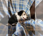 Small Photo #3 Border Collie Puppy For Sale in RAMAH, CO, USA