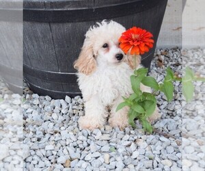 Maltipoo Puppy for sale in BARNESVILLE, KS, USA