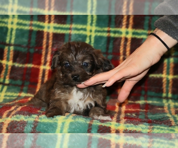 Medium Photo #2 Yorkiepoo mix (+ Poodle Toy) Puppy For Sale in DYERSBURG, TN, USA
