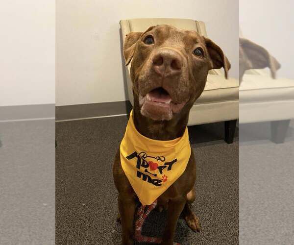 Medium Photo #8 Mutt Puppy For Sale in Abbeville, LA, USA