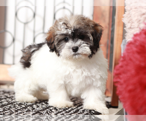 Poovanese Puppy for sale in NAPLES, FL, USA