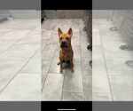 Small Chinese Shar-Pei Mix