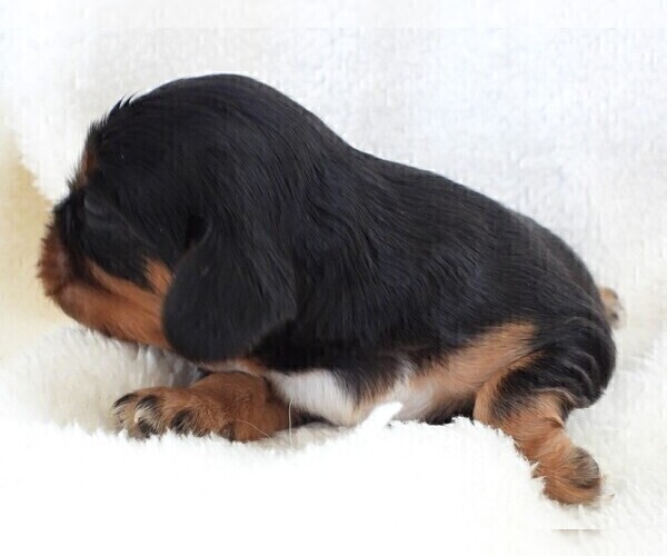 Medium Photo #11 Cavalier King Charles Spaniel Puppy For Sale in CARLISLE, KY, USA