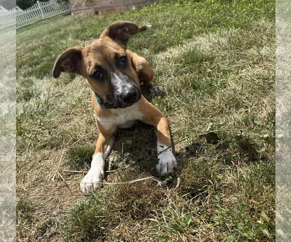 Medium Photo #1 Mutt Puppy For Sale in Uwchlan, PA, USA