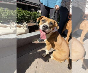 Winnie (The boxer) - Female Boxer-Unknown Mix Dog for Adoption - Photo #4