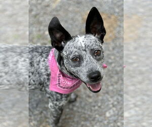 Mutt Dogs for adoption in Low Moor, VA, USA