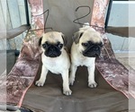 Small #2 Pug