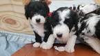 Small Photo #3 Aussiedoodle Puppy For Sale in MIDDLETOWN, DE, USA
