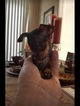 Small Photo #20 Miniature Pinscher Puppy For Sale in BULGER, PA, USA