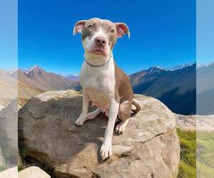American Pit Bull Terrier Dogs for adoption in Glen Allen, VA, USA