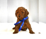 Small Goldendoodle (Miniature)