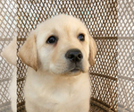 Small Photo #3 Labrador Retriever Puppy For Sale in LOS ANGELES, CA, USA