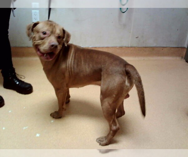 Medium Photo #1 Mutt Puppy For Sale in Martinez, CA, USA