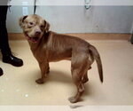 Small Mutt