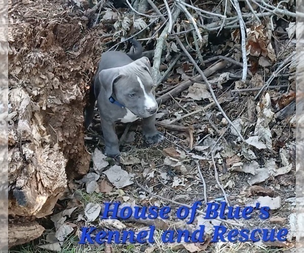 Medium Photo #8 American Pit Bull Terrier Puppy For Sale in DELAWARE, OH, USA