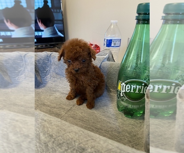 Medium Photo #6 Poodle (Miniature) Puppy For Sale in JERSEY CITY, NJ, USA