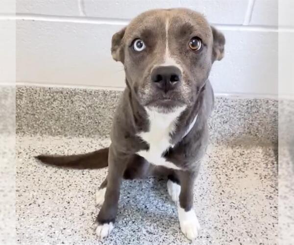 Medium Photo #3 Siberian Husky-Unknown Mix Puppy For Sale in Houston, TX, USA