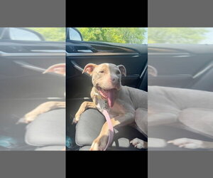 Priscilla (GA) a/k/a Prissy - Female Mutt Dog for Adoption - Photo #41