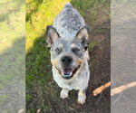 Small Photo #2 Mutt Puppy For Sale in Canton, CT, USA