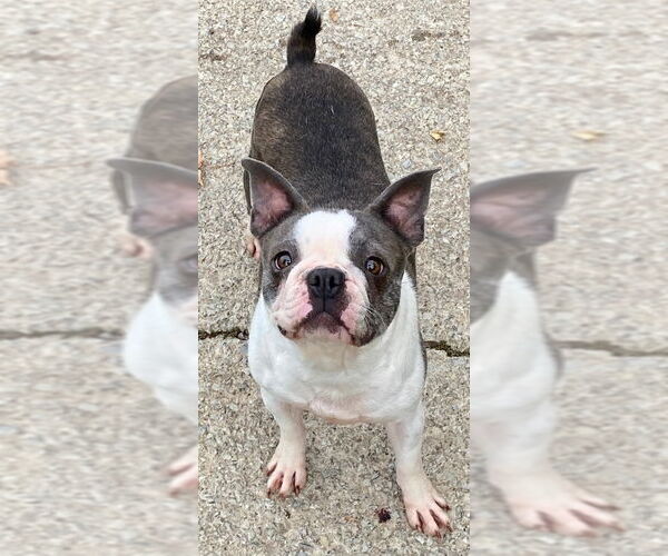 Medium Photo #1 Boston Terrier-Unknown Mix Puppy For Sale in Smithfield, PA, USA