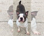 Small Boston Terrier Mix