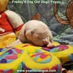 Small Photo #163 Dogo Argentino Puppy For Sale in PINEVILLE, MO, USA