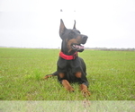 Small #10 Doberman Pinscher