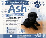 Small #6 Australian Shepherd Mix