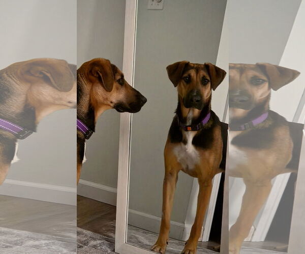 Medium Photo #8 Mutt Puppy For Sale in Rockaway, NJ, USA