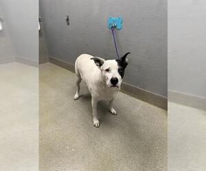 Dalmatian-Unknown Mix Dogs for adoption in Las Vegas, NV, USA