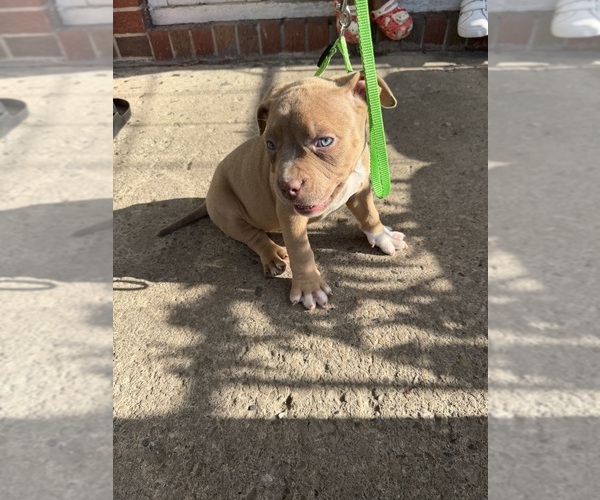Medium Photo #5 American Bully Puppy For Sale in BUFFALO, NY, USA
