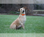 Small Photo #1 Labrador Retriever Puppy For Sale in COTTAGE GROVE, TN, USA