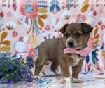 Small Photo #2 Australian Cattle Dog Puppy For Sale in LANCASTER, PA, USA